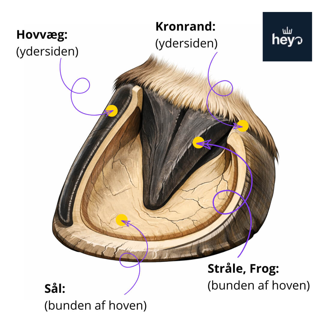 Carr & Day & Martin hovolie - Cornucrescine Daily Hoof Barrier - Hovbarriere